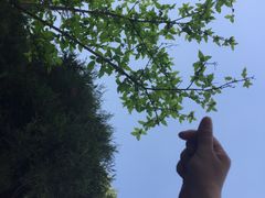 -武汉大学-樱园
