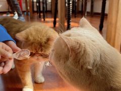 -猫小院猫主题咖啡厅(北锣店)