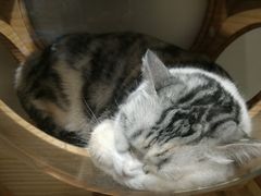 -猫和宫(六道口店)