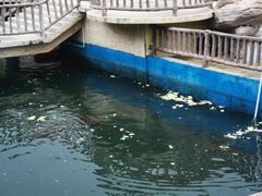 -广东惠东海龟国家级自然保护区