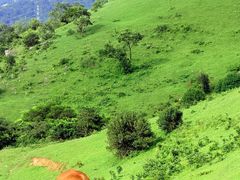 -大姆山草场