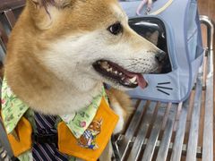 -瑞派动物医院·绝育·犬猫全科·预防医学(光景江南中店)