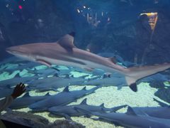 -烟台海昌鲸鲨海洋公园