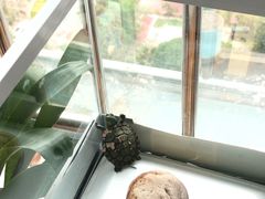 -高德24h动物医院