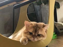 -东方名猫馆·英短金渐层布偶猫舍(环线广场1号楼店)