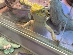 -溪岸路花鸟市场