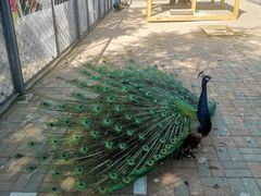 -长白岛森林公园