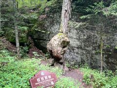 -汤旺河林海奇石景区