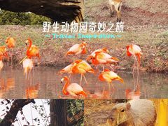 -合肥野生动物园