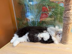 -米乐乖乖猫咪咖啡馆·猫咖(深圳湾后海汇店)