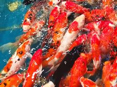 -黄商生活超市(黄冈黄州万达店)