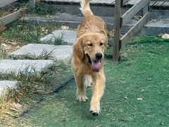 -趣多多宠物公园·宠物训犬学校·宠物寄养