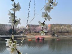 -桃花堤公园