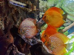 -上海海洋水族馆