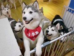 -Husky Go! 哈士奇体验馆·宠物咖啡厅狗咖
