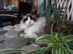 -喵屿·大理花园猫咖