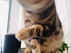 -平行世界·猫咖(首经贸店)