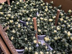 -龙大花卉苗木市场