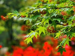 -上海滨江森林公园