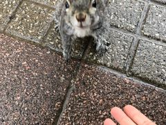 -尼亚加拉瀑布州立公园