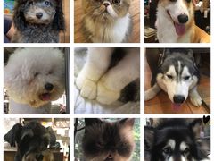 -more than meow吴止猫主题餐厅(承德 中船汇店)