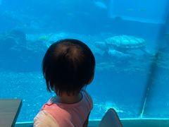 -涛·海底餐厅·美人鱼·自助餐·海底隧道(三亚海棠湾洲际度假酒店)