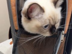 -瑞鹏宠物医院·普外科·影像科·皮肤科(城市山谷分院)