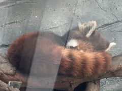 -武汉动物园