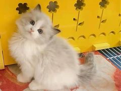 -东方名猫馆·英短金渐层布偶猫舍(环线广场1号楼店)