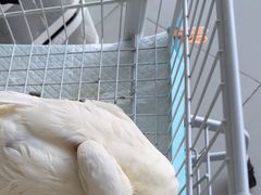 -怪兽屋·羊驼·猫咖·狗咖(俊华广场店)