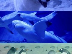 -正佳极地海洋世界