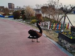 -荷兰花海
