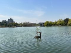 -大宁郁金香公园-停车场