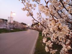 -桃花岛景观公园