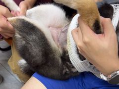 -瑞鹏宠物医院·普外科·影像科·皮肤科(城市山谷分院)