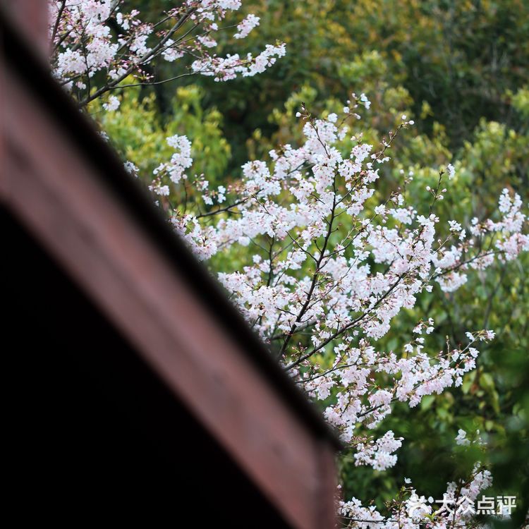 人间绝境‼️清冷至极‼️告诉你一个看樱花沒人的地方🌸