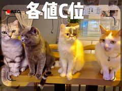 -平行世界·猫咖(首经贸店)