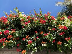 三角梅-美奈海崖度假酒店