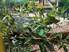 -丽泽山庄·生态怀柔菜·虹鳟鱼(红螺寺店)