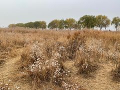 -野鸭湖国家湿地公园