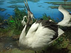 -吉林省自然博物馆