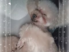 -瑞鹏宠物医院华南总院·夜诊·心脏科·骨科
