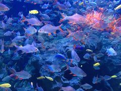 -成都浩海立方海洋公园