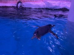 -暹罗海洋世界