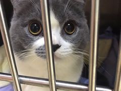 -创凡宠物医院·骨专科  猫科中心(西乡分院)