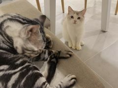 -有喵·猫咖·狗咖·30几只猫10只小狗(岗厦店)