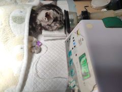 -安安宠医·安宠宠物医院