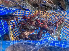 -吉源大排档·鱼生·海鲜(烧烤彩印厂店)