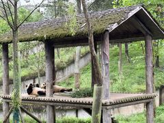 -中国大熊猫保护研究中心雅安碧峰峡基地