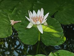 -国家植物园南园